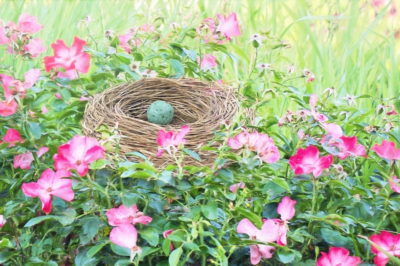 Image - bird nest bird s nest robin egg