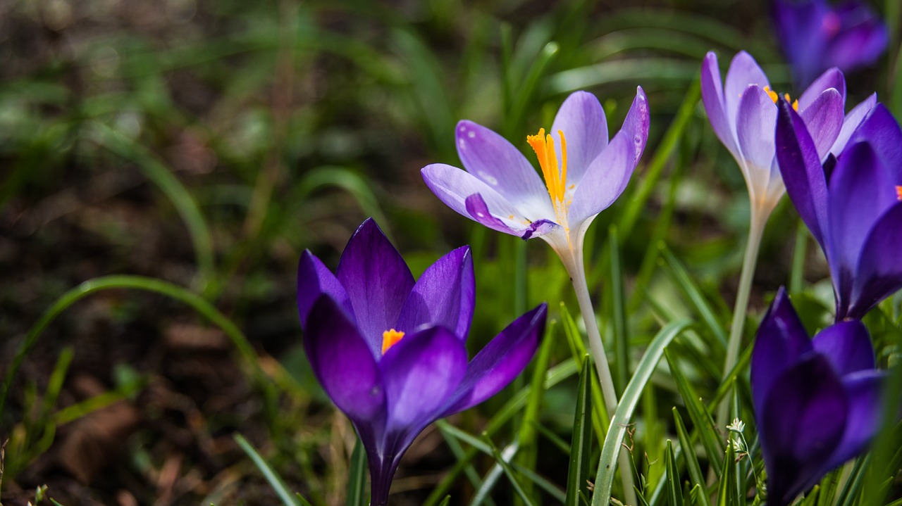 Image - flower crocus spring flowers