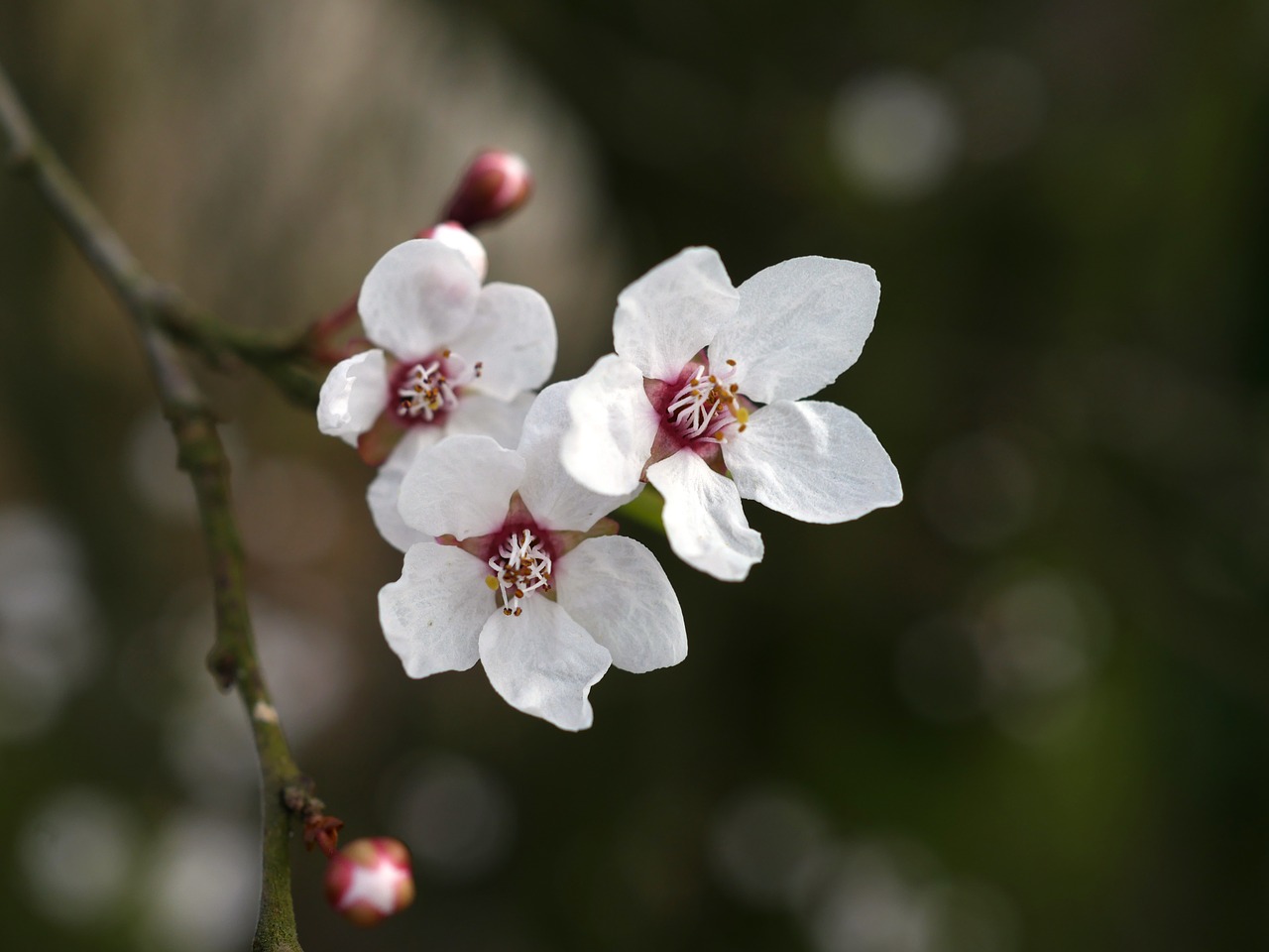 Image - spring blossom bloom white