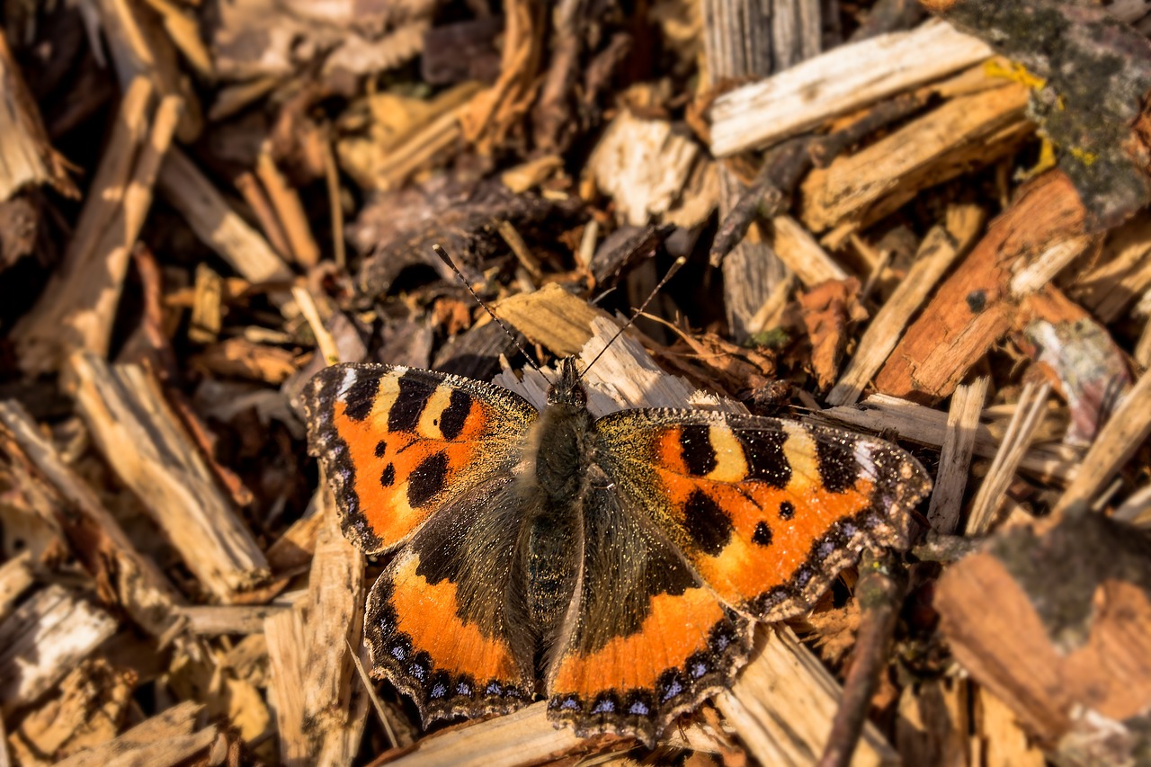 Image - butterfly little fox