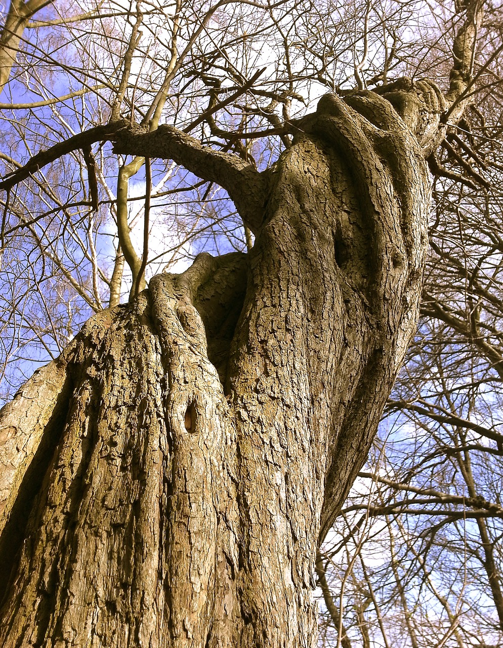 Image - tree forest nature landscape