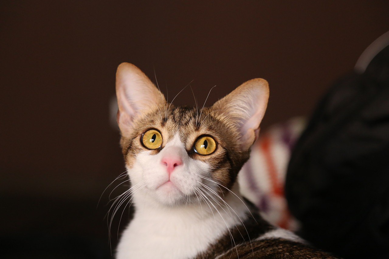 Image - cat pet animal feline rest