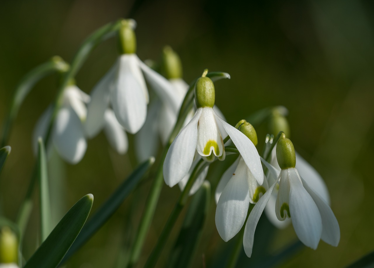 Image - snowdrop galanthus close spring