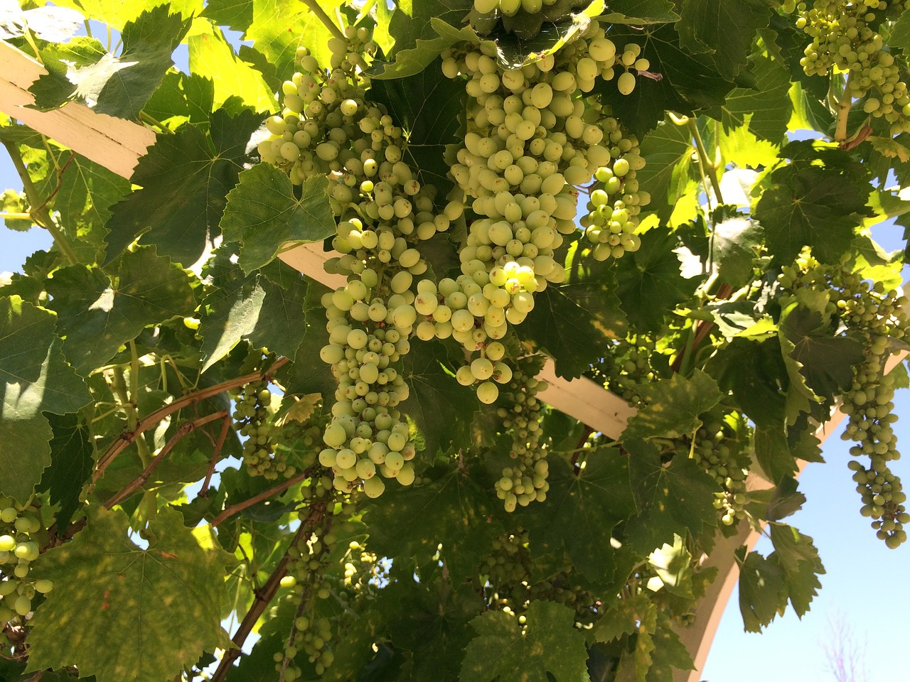 Image - grape vines grapes temecula green