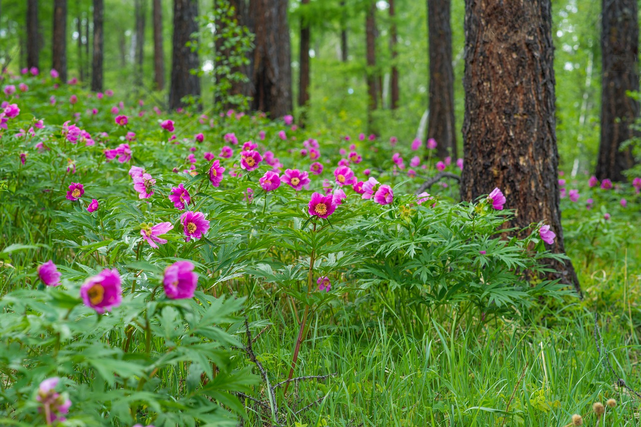 Image - flowers peony larch forests june