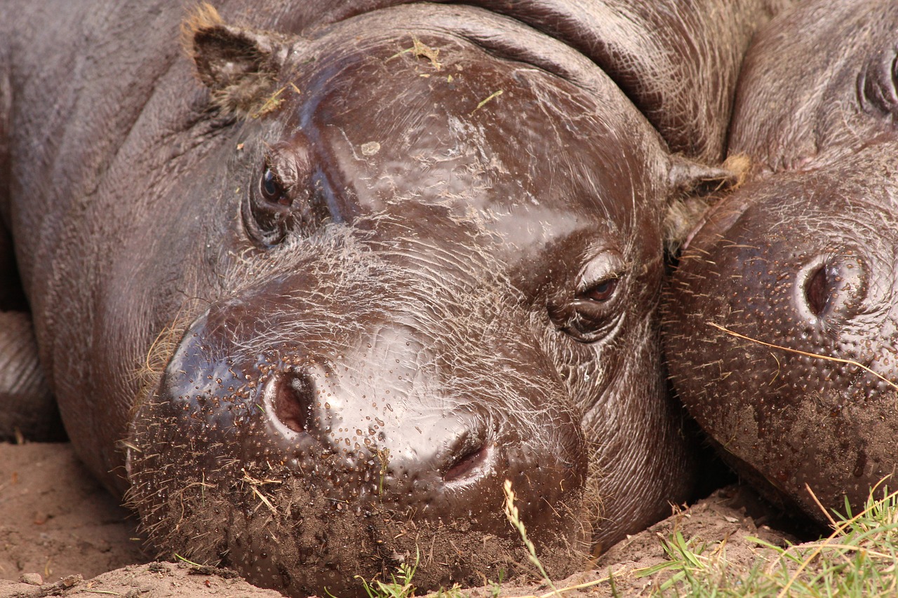 Image - hippo zoo hippopotamus rest