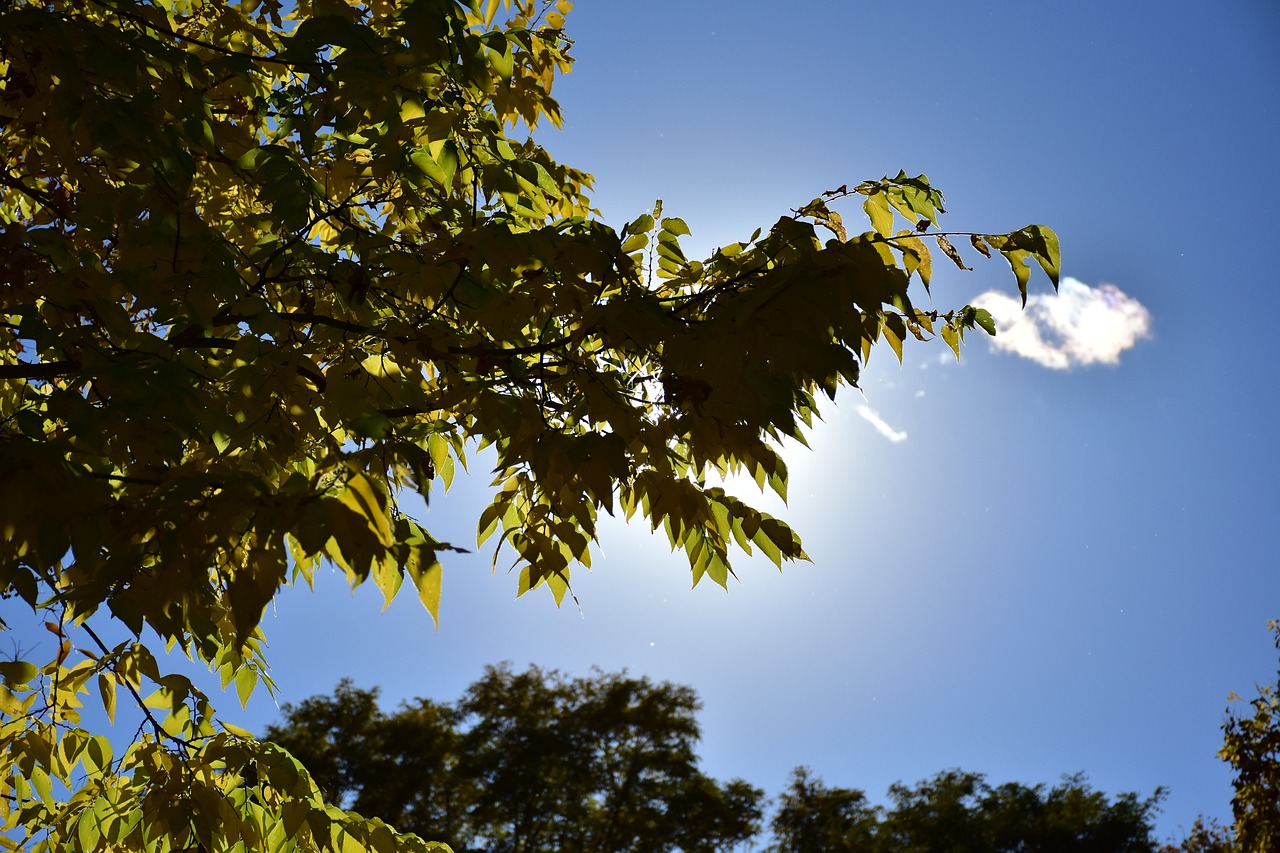 Image - leaves leaf tree sky sun clouds