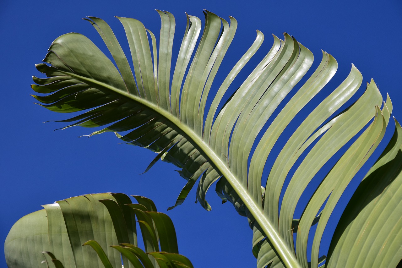 Image - banana leaves leaves banana shrub