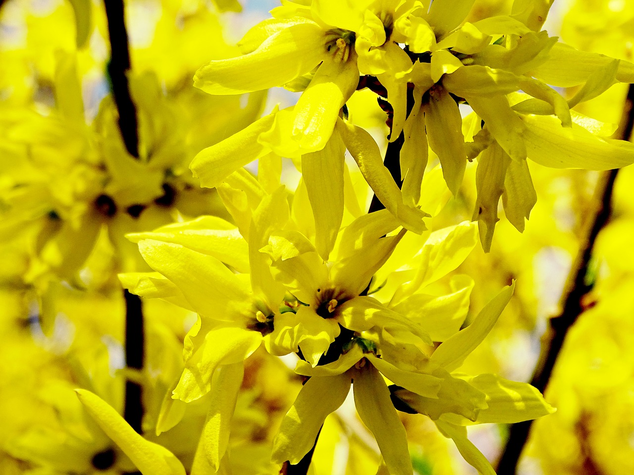 Image - forsythia forsythienblüte yellow