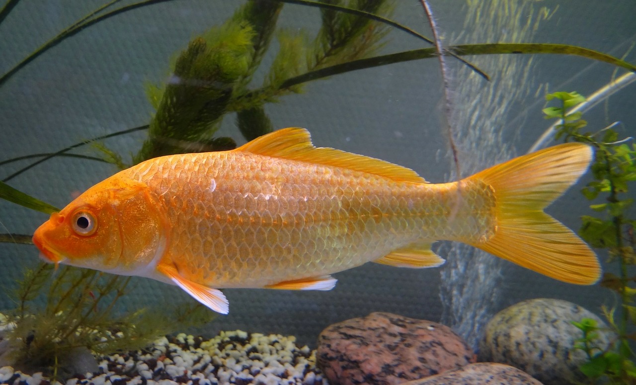 Image - carp koi fish pond asia garden