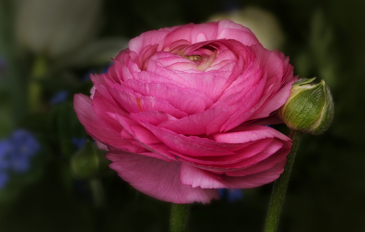 Image - nature flowers ranunculus pink