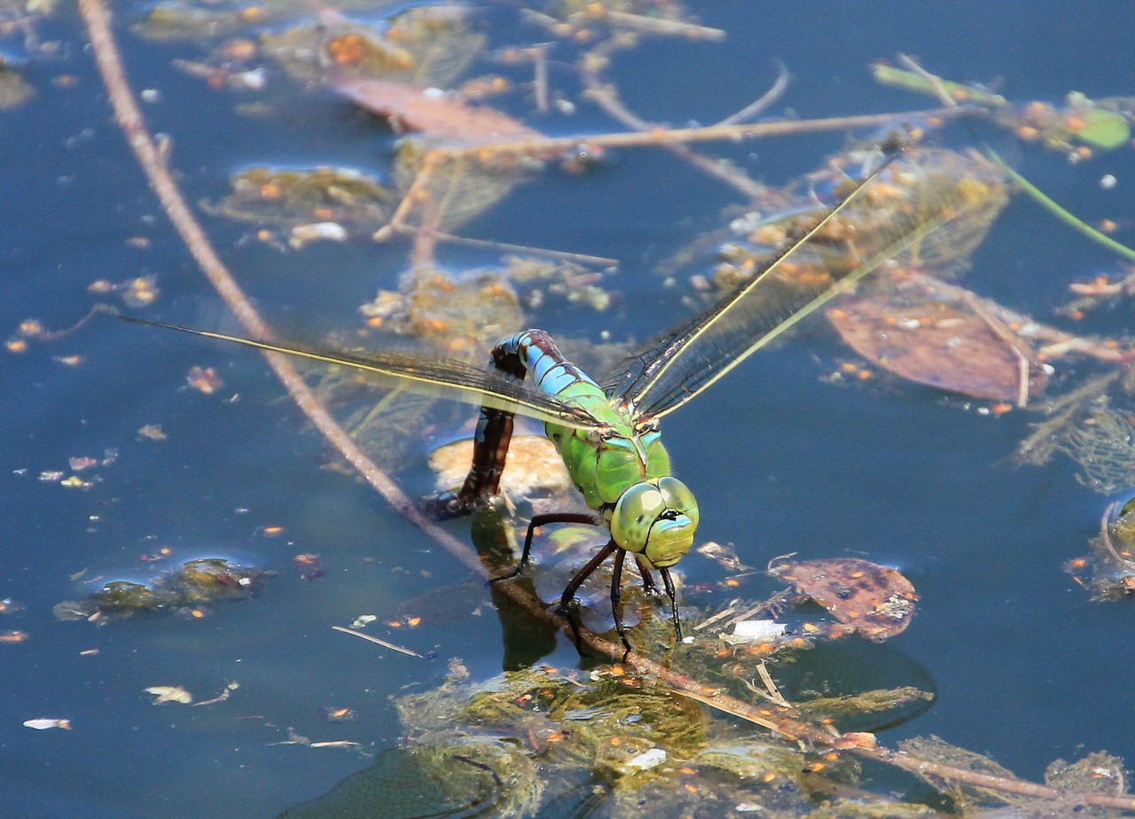 Image - dragonfly water pond close insect