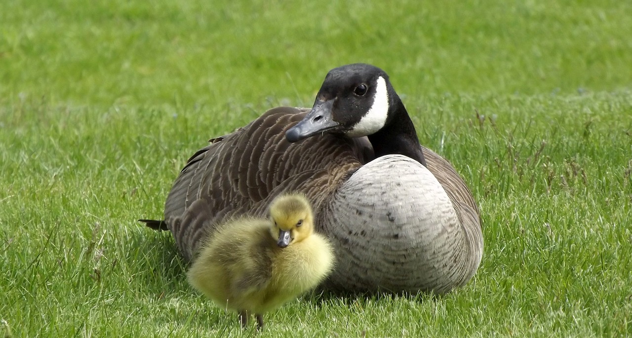 Image - duck shell chick birds grass