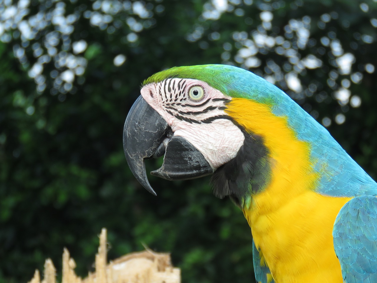 Image - macaw lora ave bird