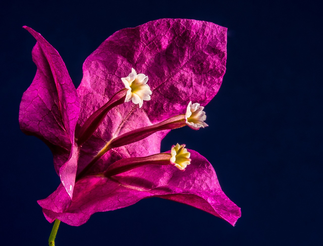 Image - bougainvillea blossom bloom flower