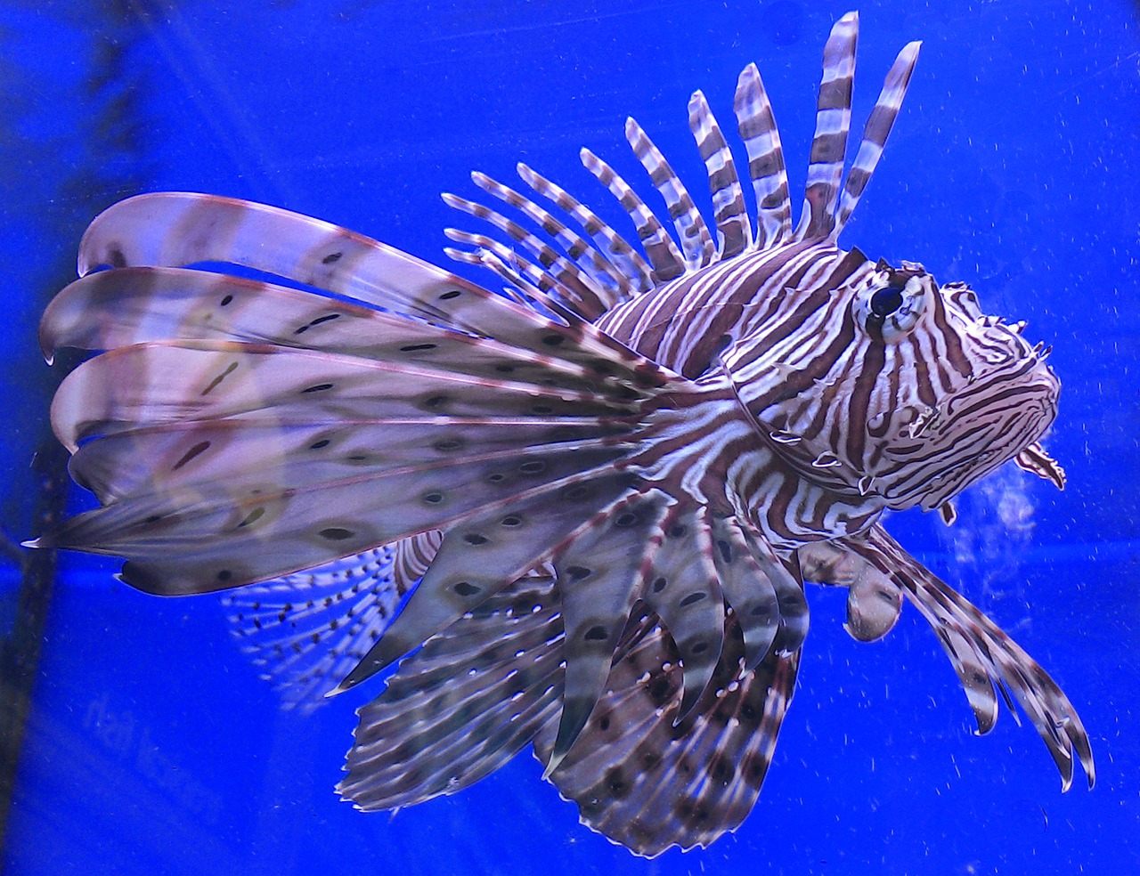 Image - lion fish fish aquatic