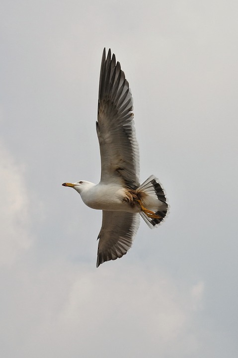 Image - animal sky sea gull seagull