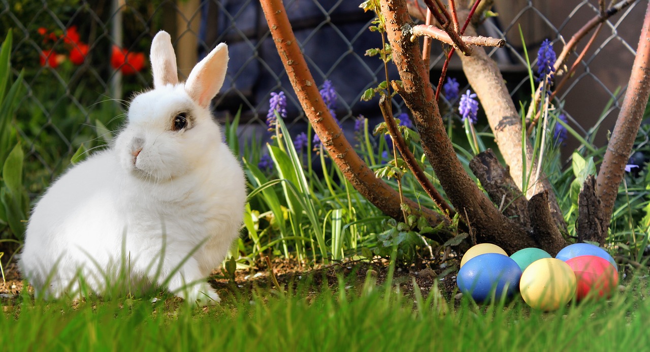 Image - easter hare white easter eggs egg