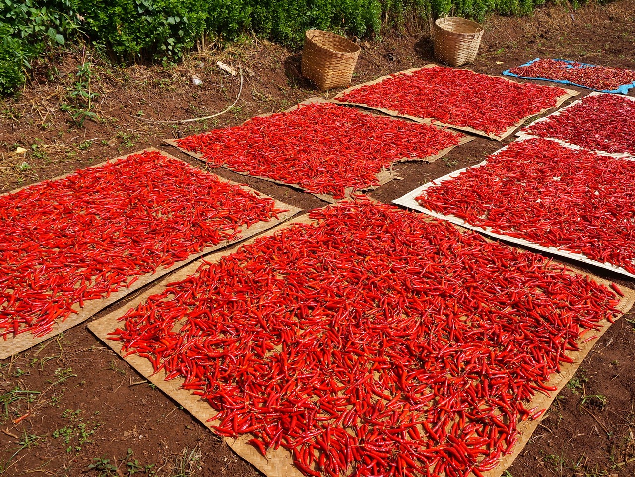 Image - chili pepper red chilli color