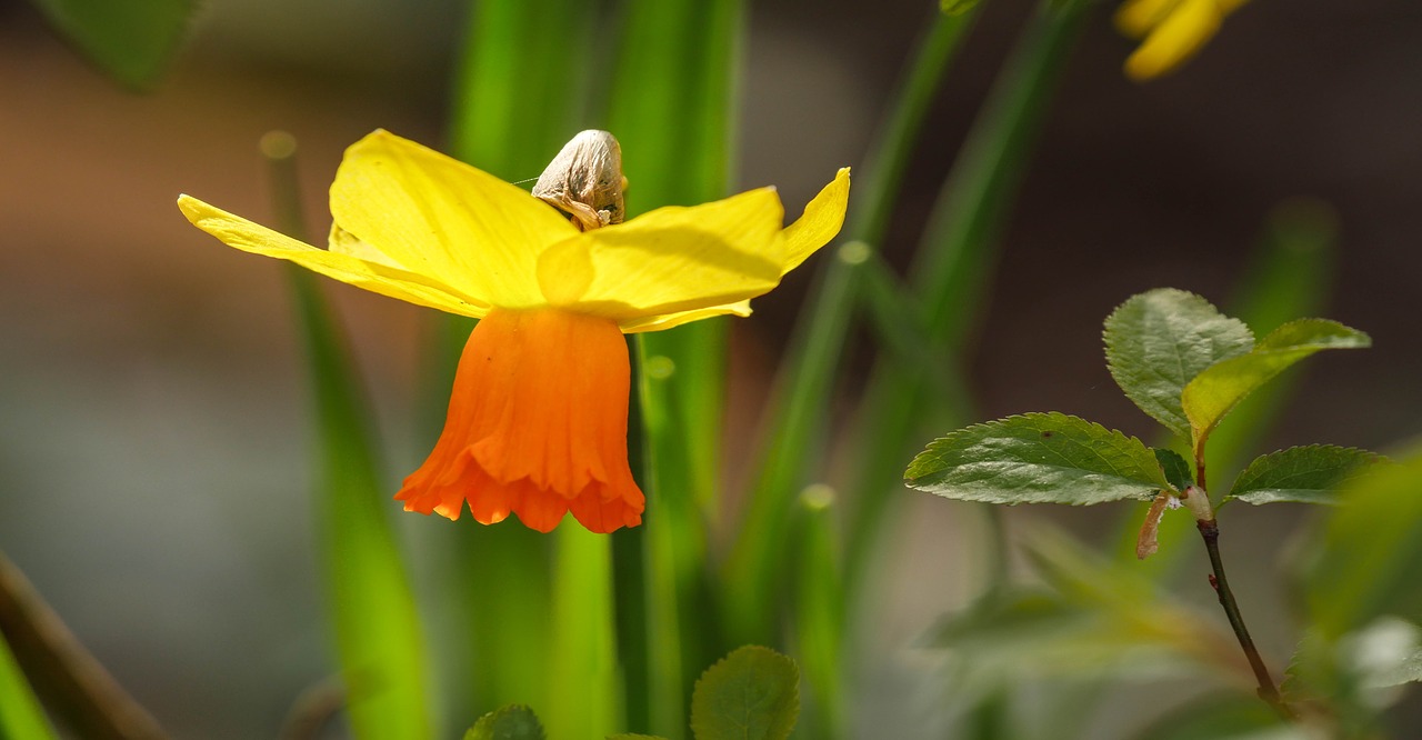 Image - narcissus spring flowers flower