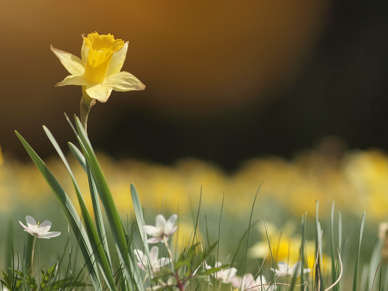 Image - narcissus spring yellow