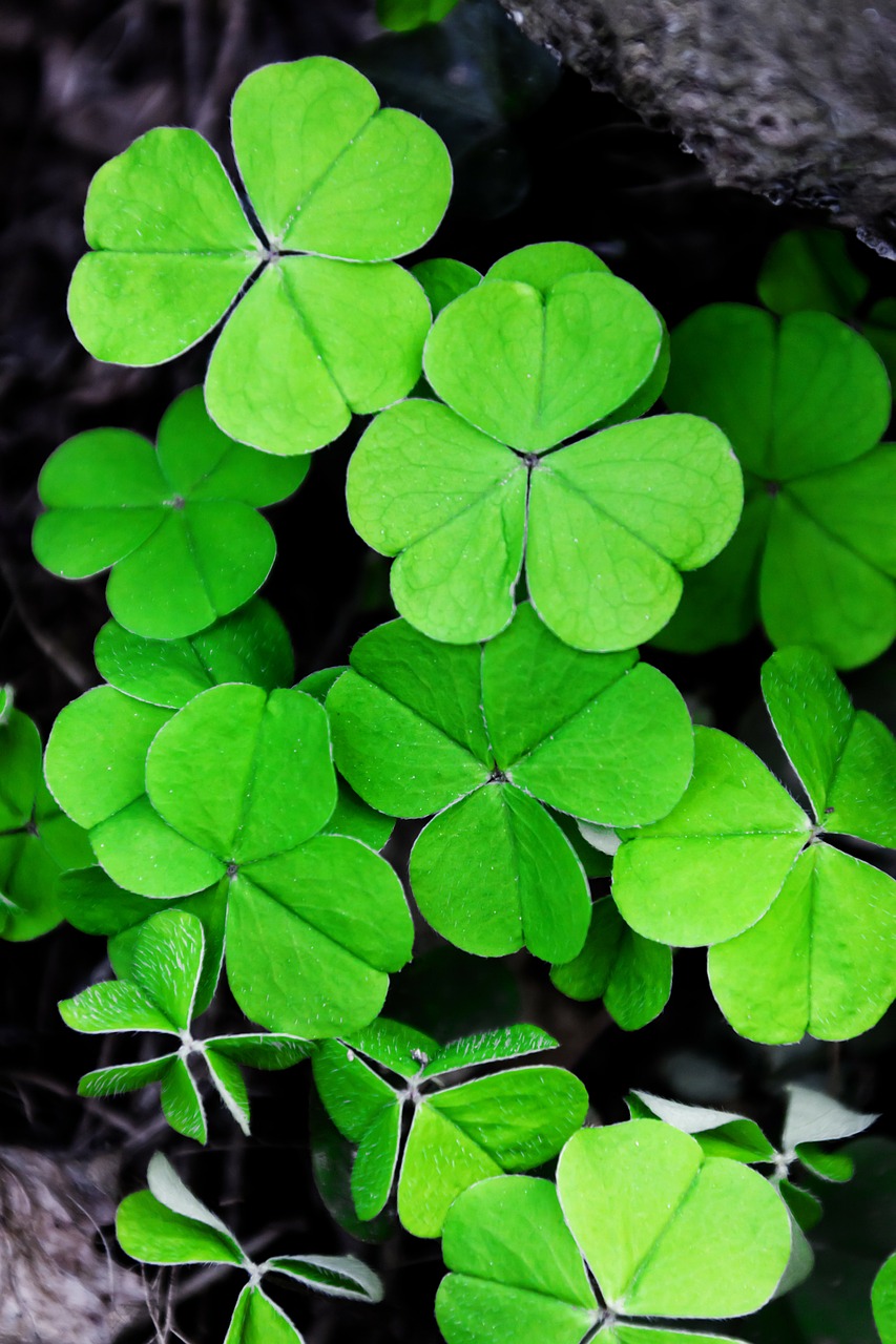 Image - background clover patrick day