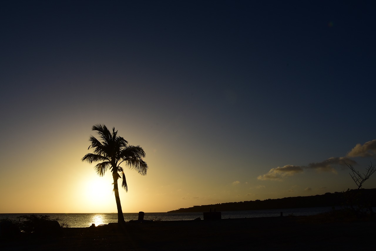 Image - palm sunset sea sun atmosphere