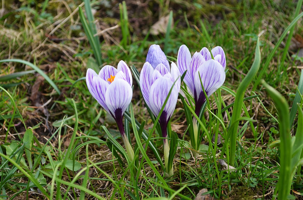 Image - flowers crocus spring nature