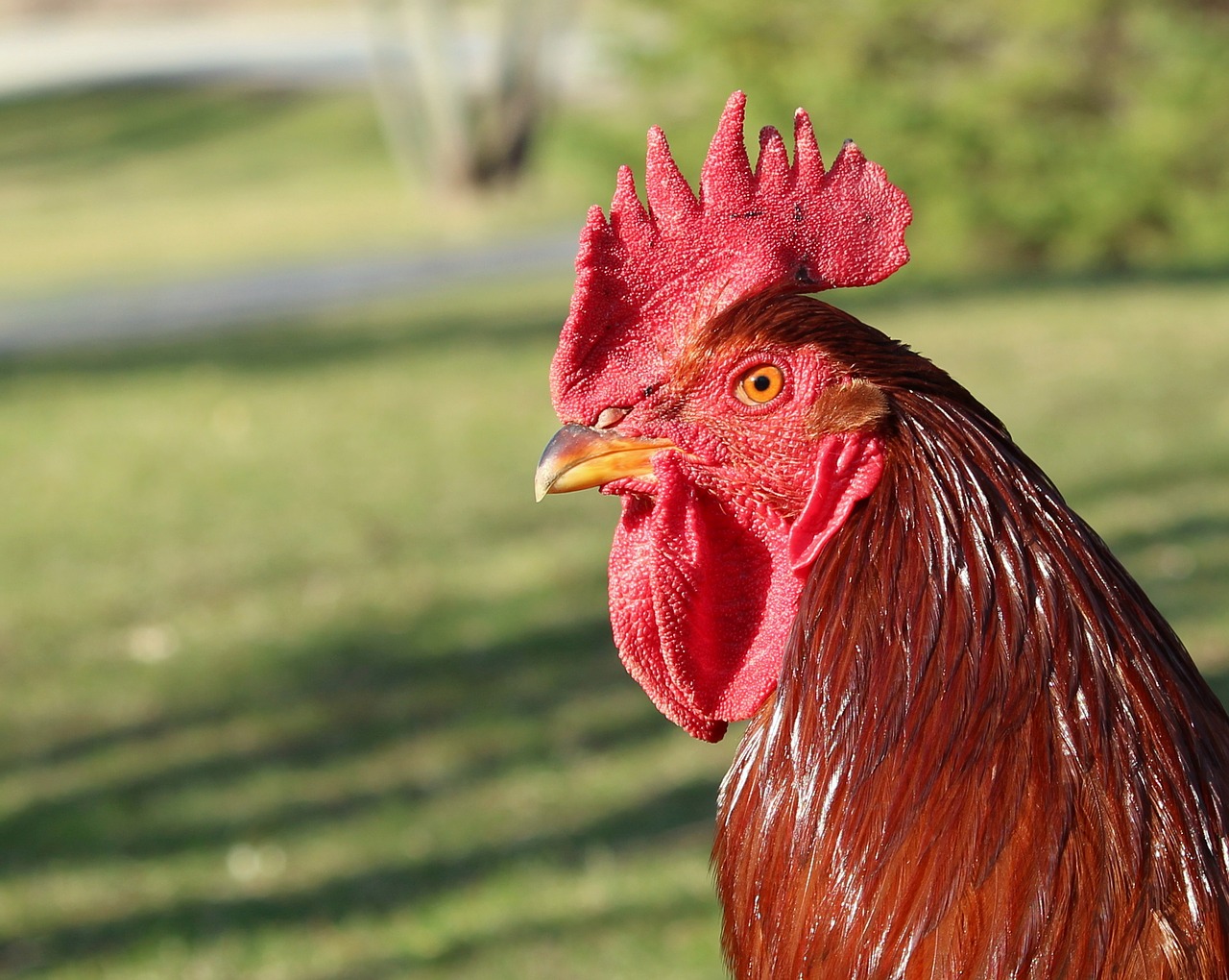 Image - rooster proud chicken bird poultry