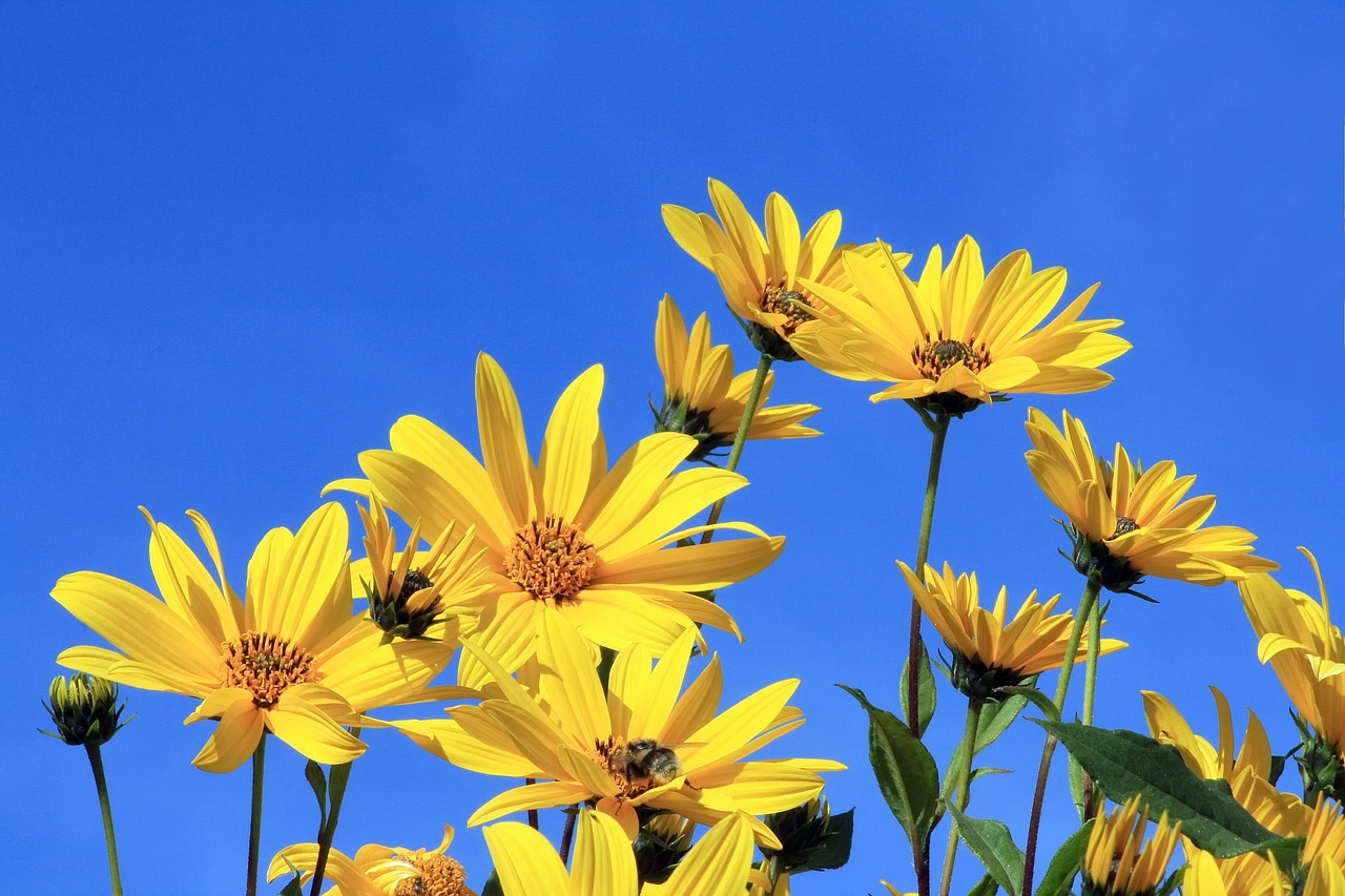 Image - jerusalem artichoke yellow flower