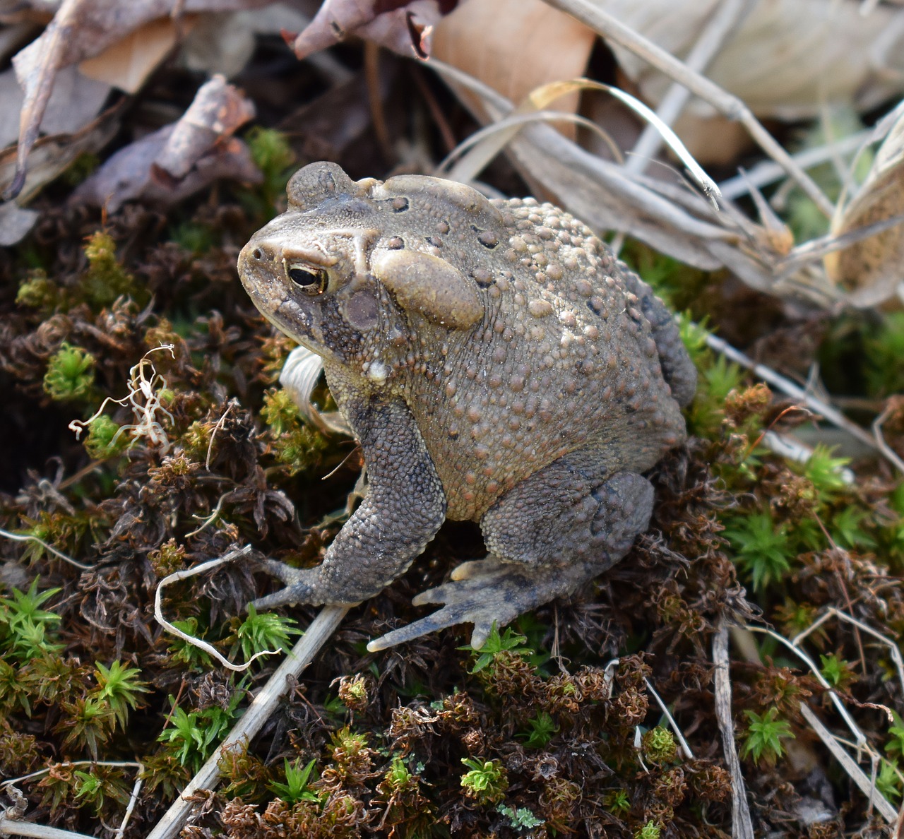 Image - common toad toad amphibian animal