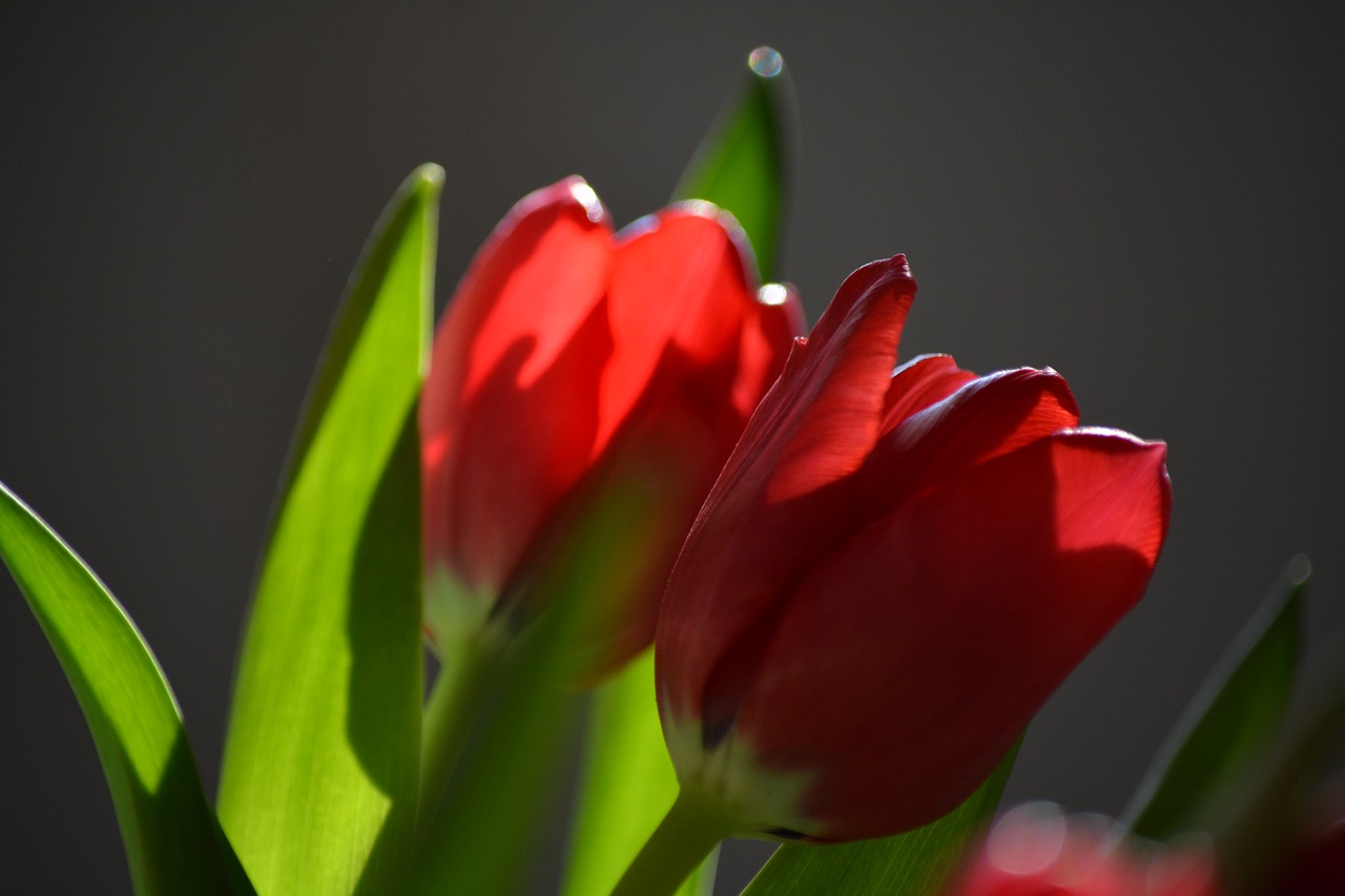 Image - tulip nature flower back light