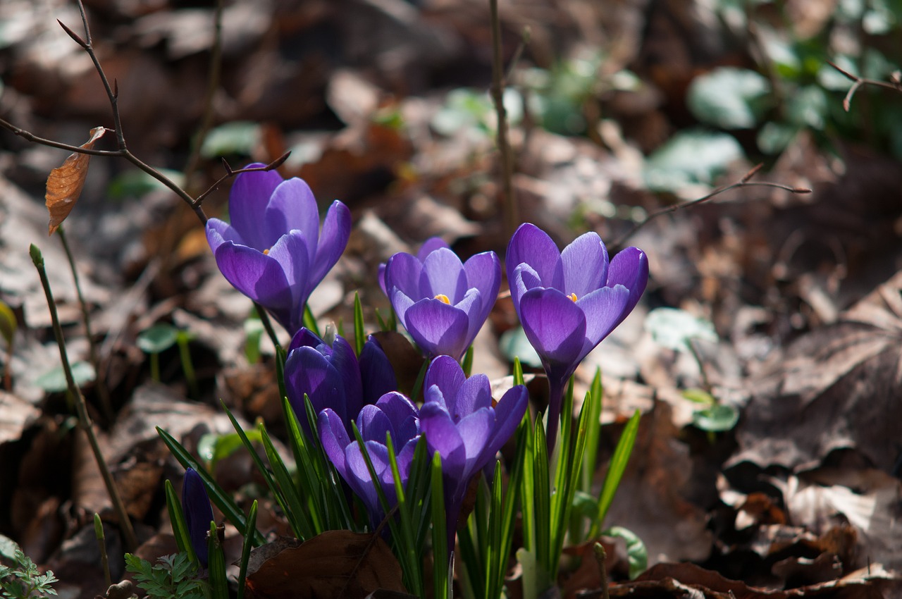 Image - crocus forest spring purple nature