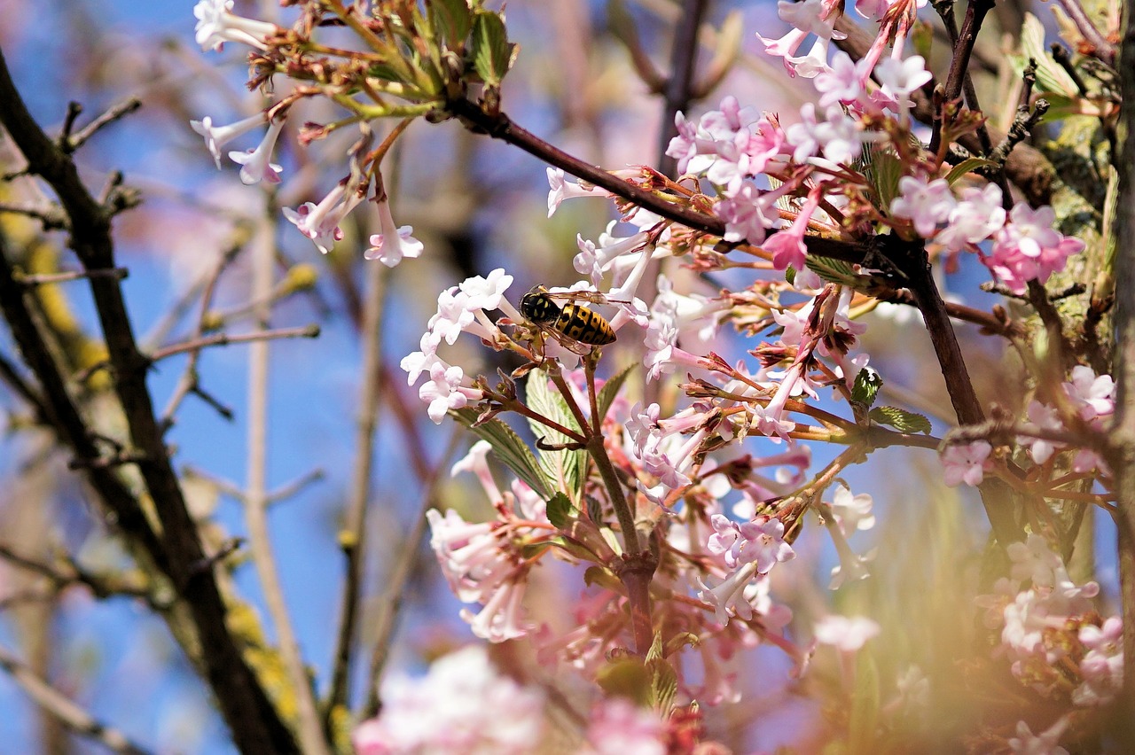 Image - bee flowers tree spring insect