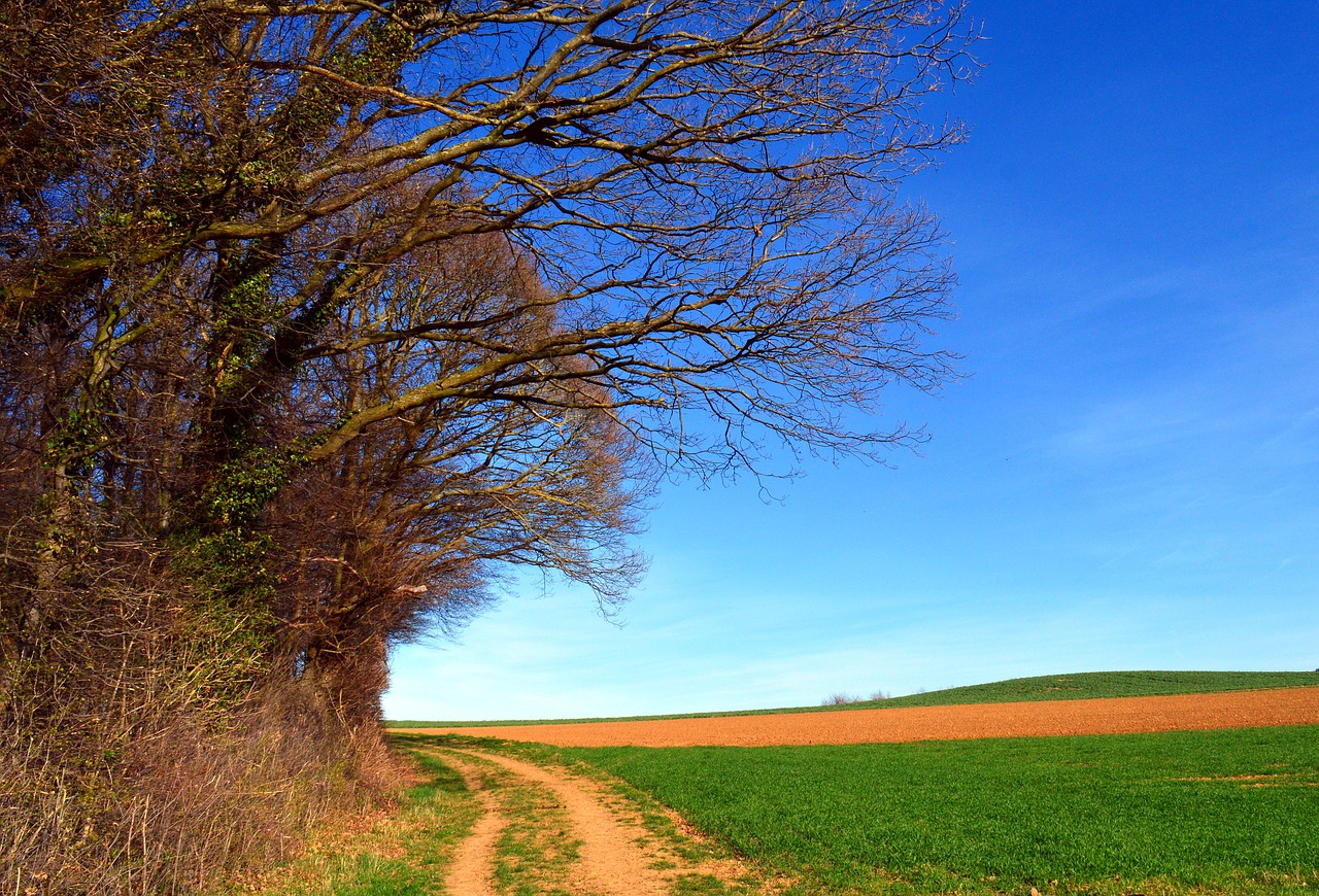 Image - trees landscape spring sky