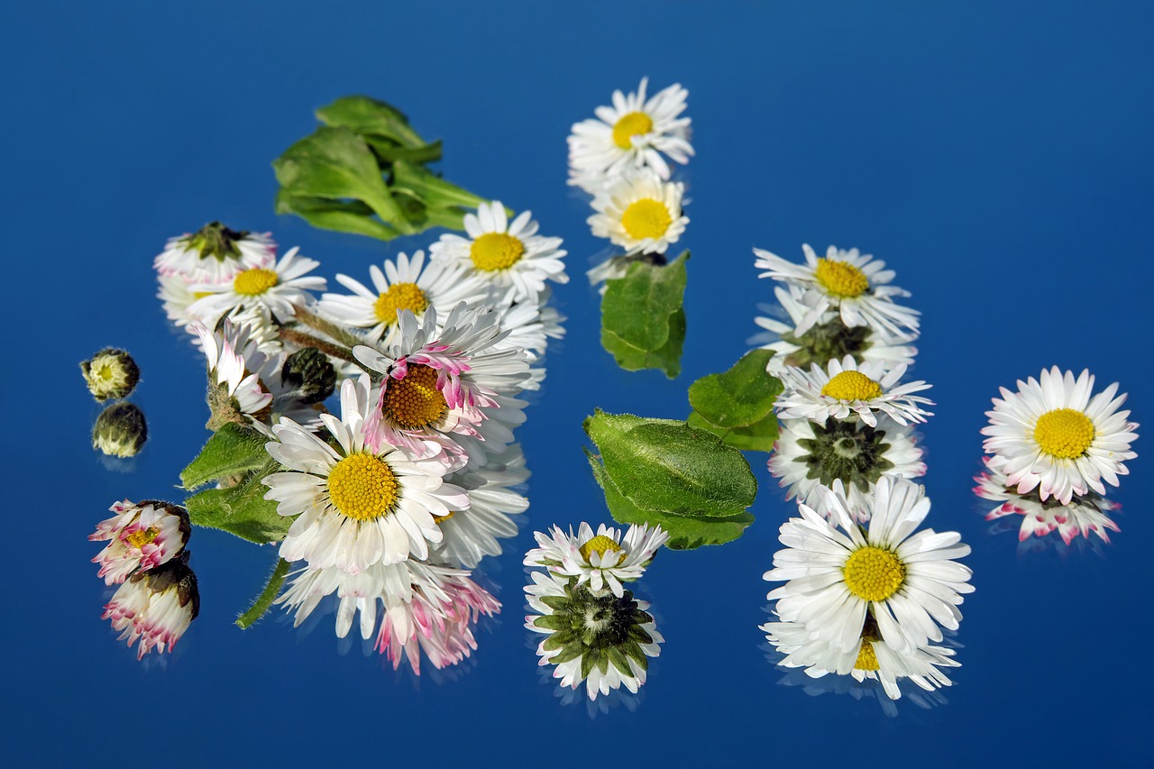 Image - daisy flower blossom bloom flowers