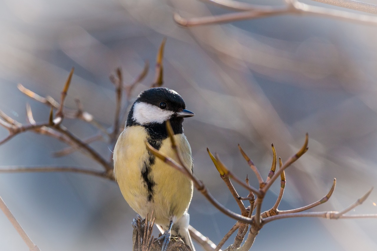 Image - tit songbird bird small bird