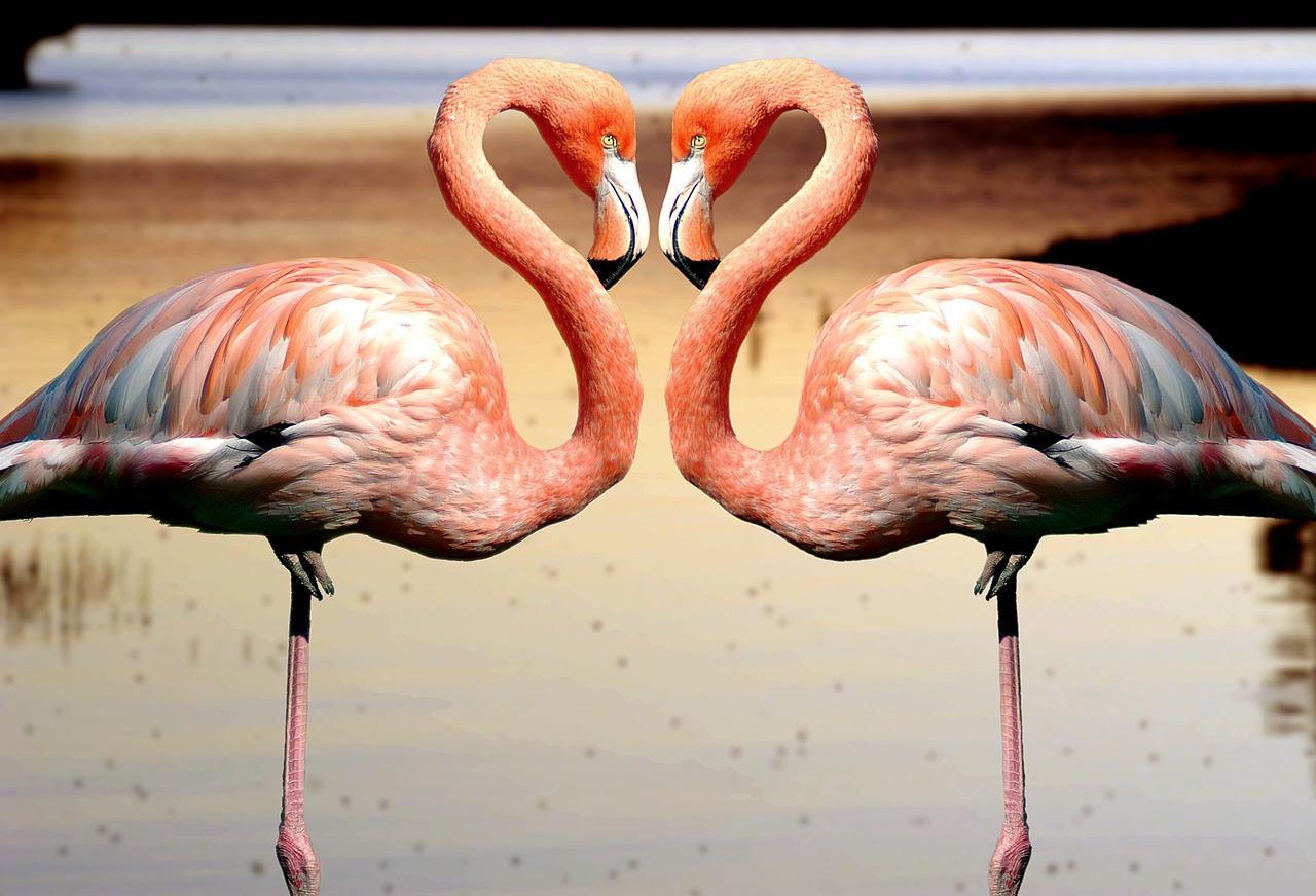 Image - birds flemish landscape fauna