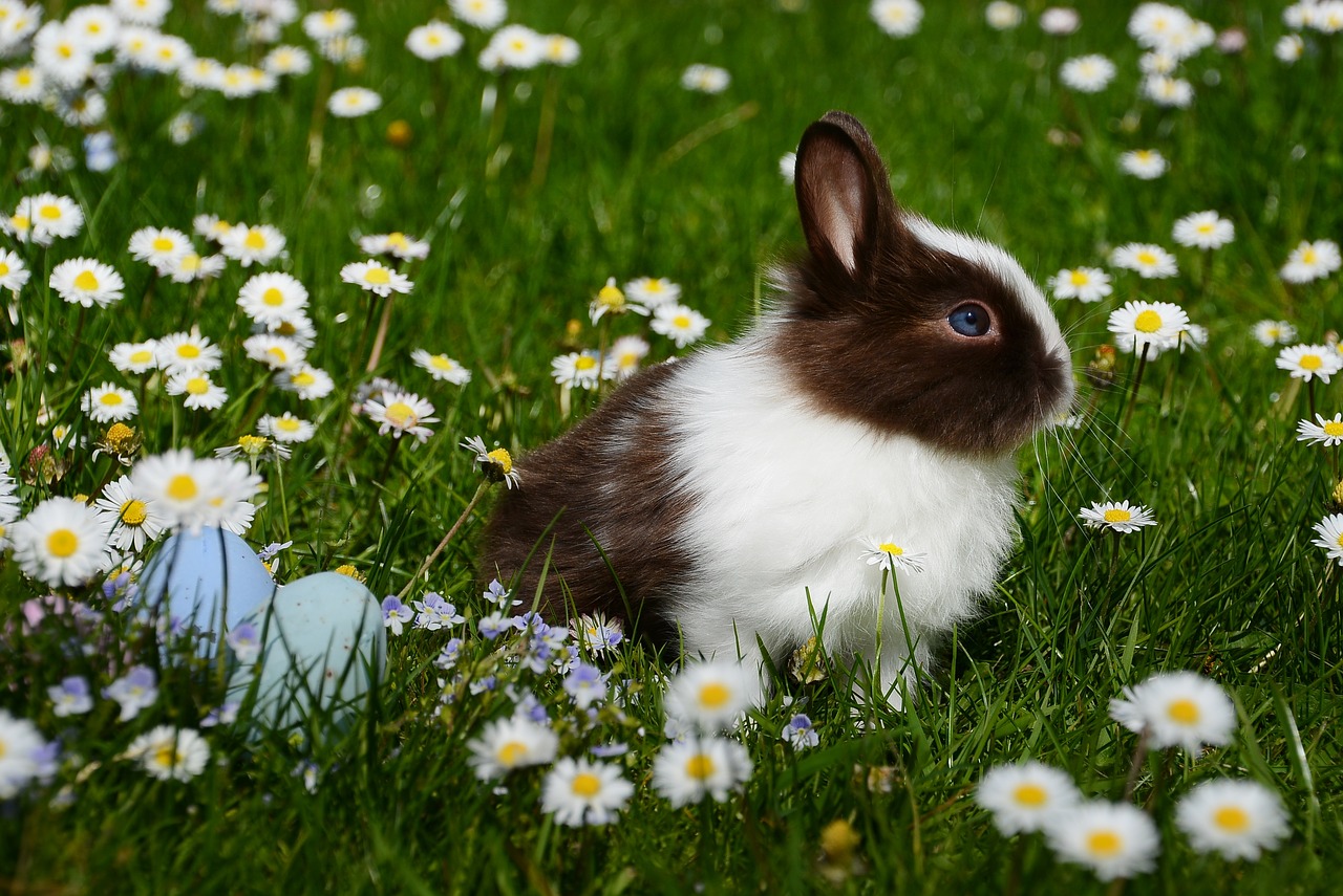 Image - easter rabbit mammal easter bunny