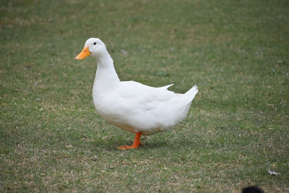 Image - duck white animal