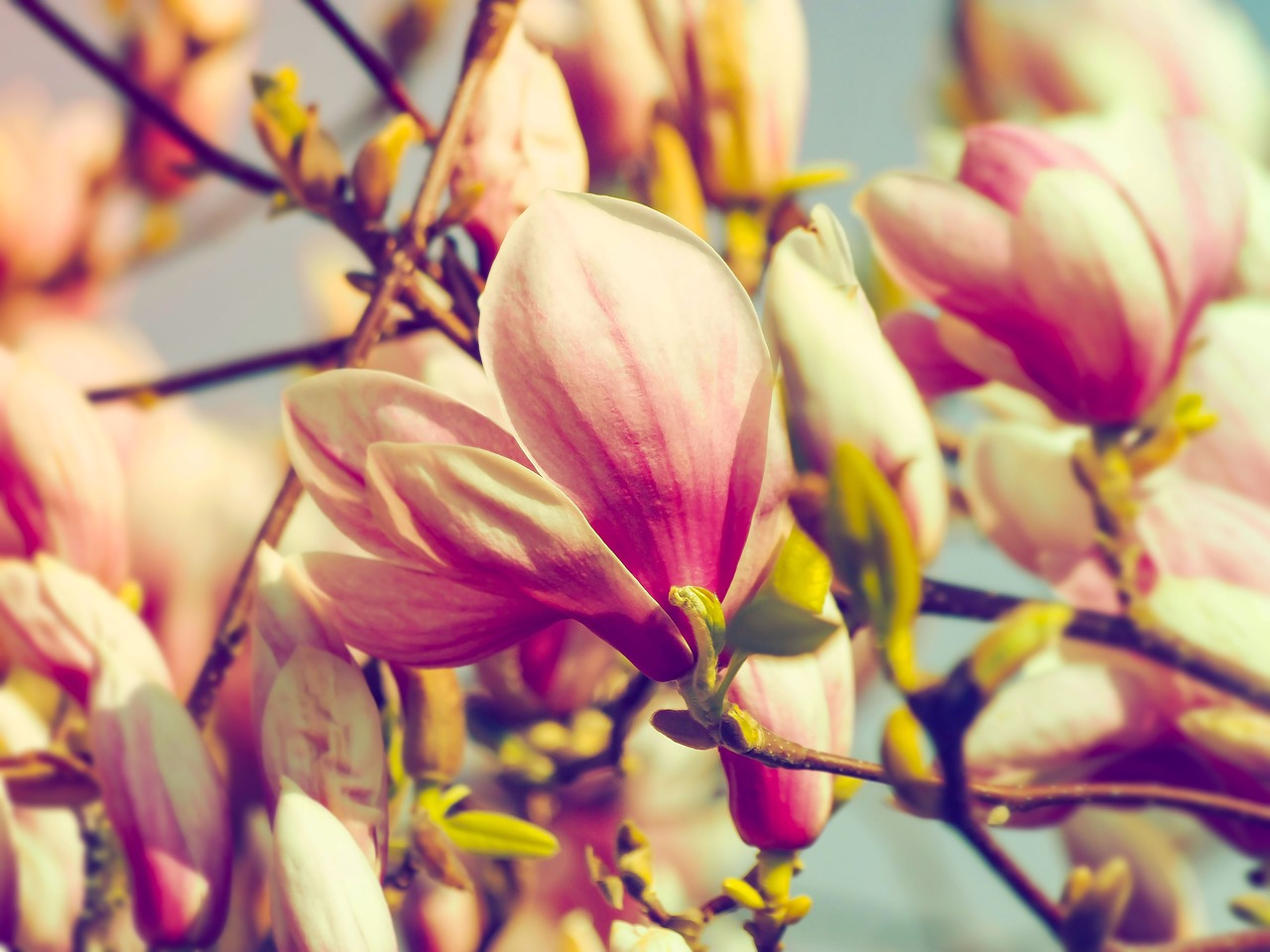 Image - magnolias spring flowers flowering