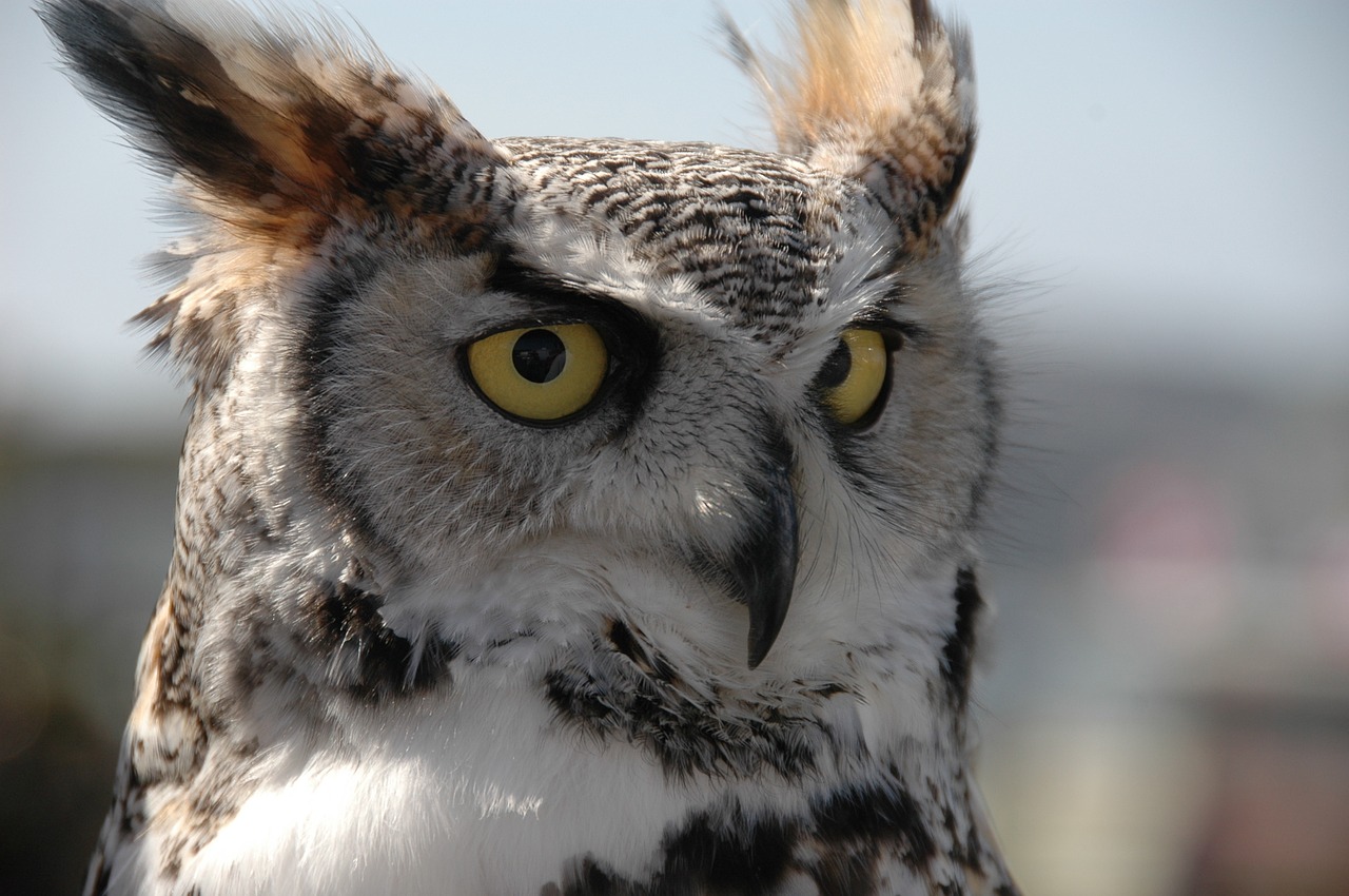 Image - owl bird feathers eyes gold