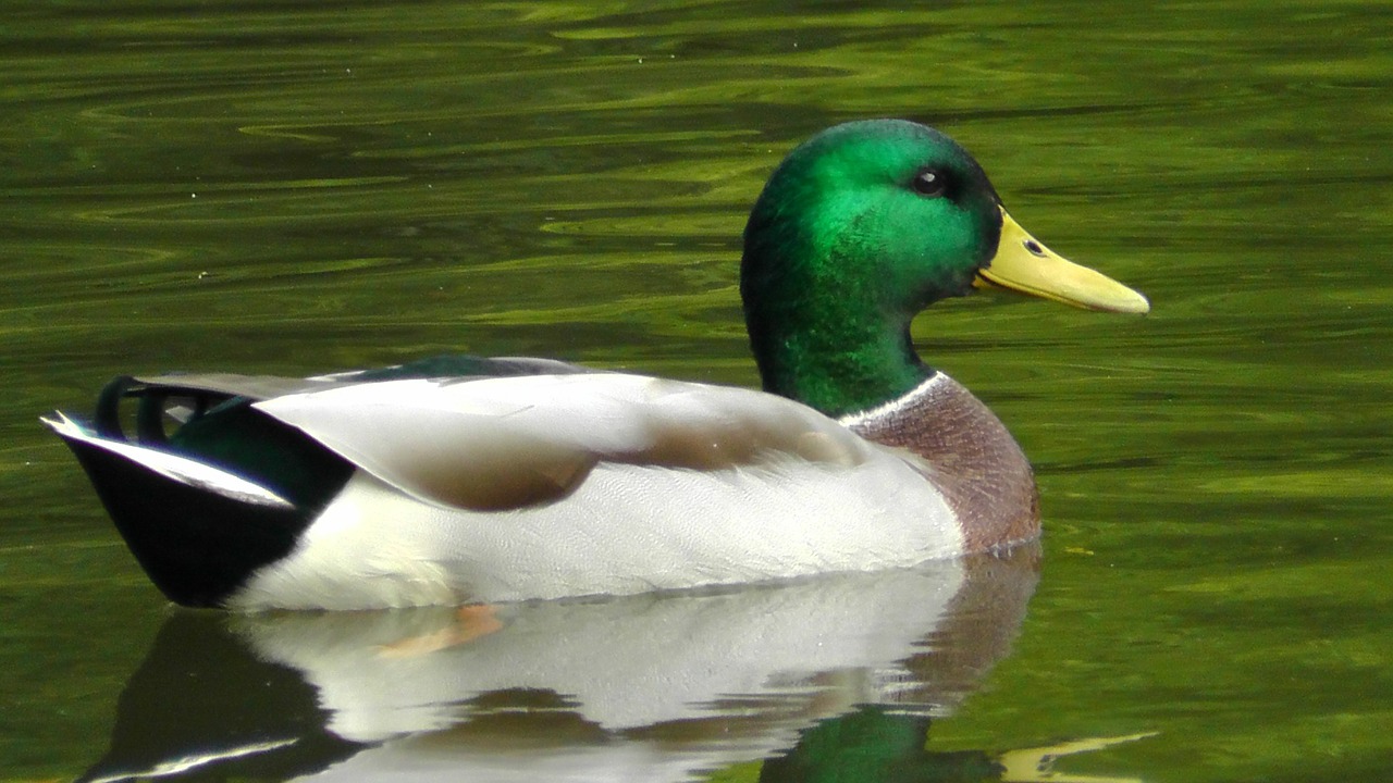 Image - duck drake mallard water bird