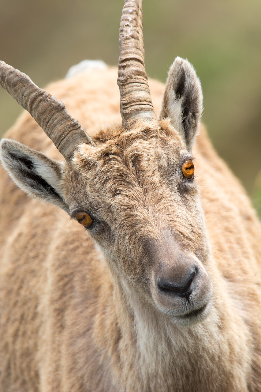 Image - stone goat portrait alpine