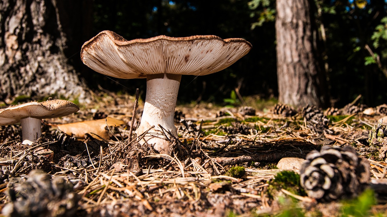 Image - mushrooms forest outdoor park