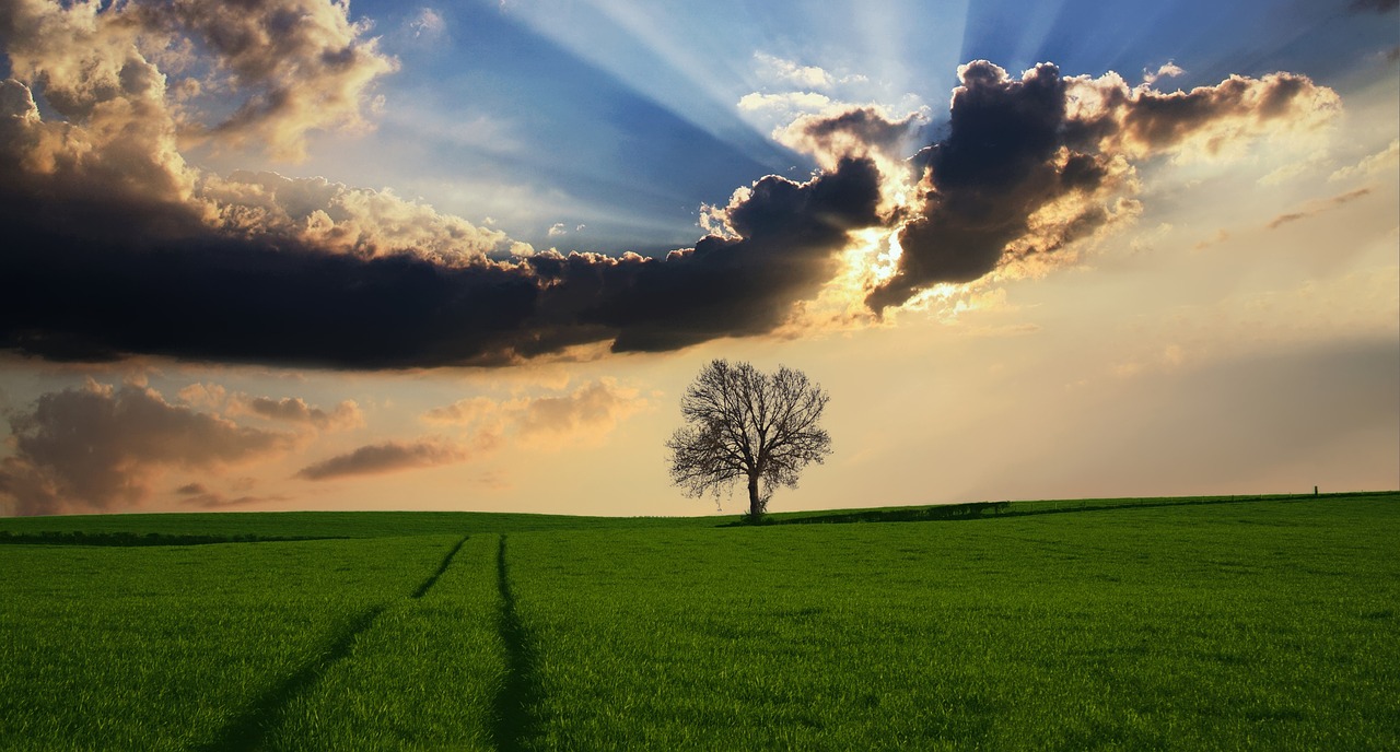 Image - countryside tree landscape sunlight