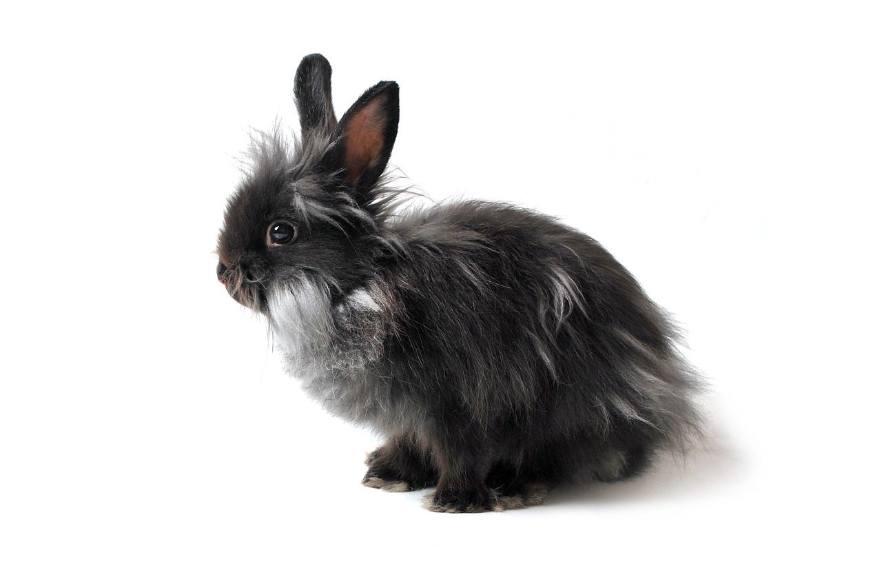 Image - hare rabbit black grey