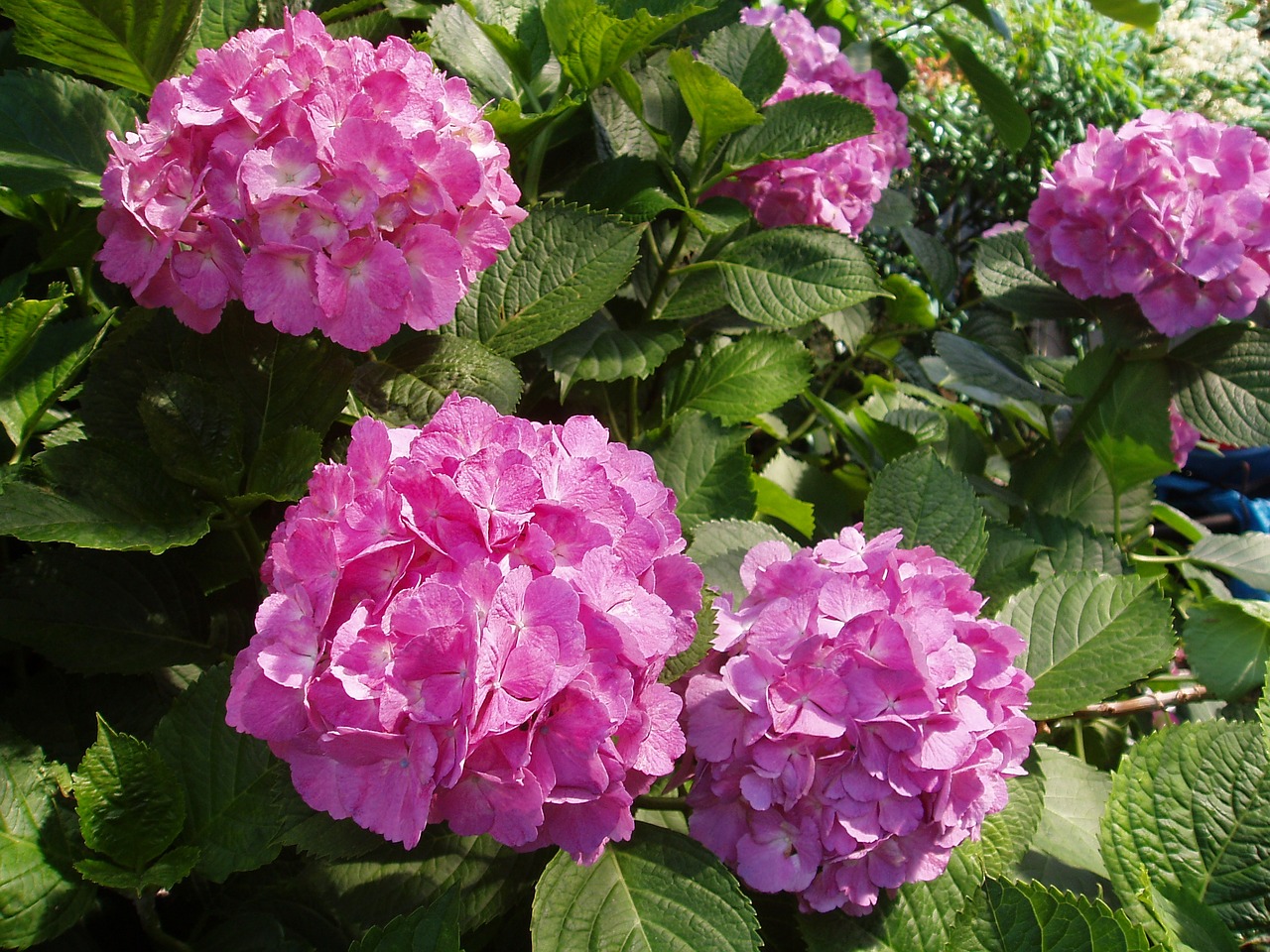 Image - hydrangea june flower japan flower