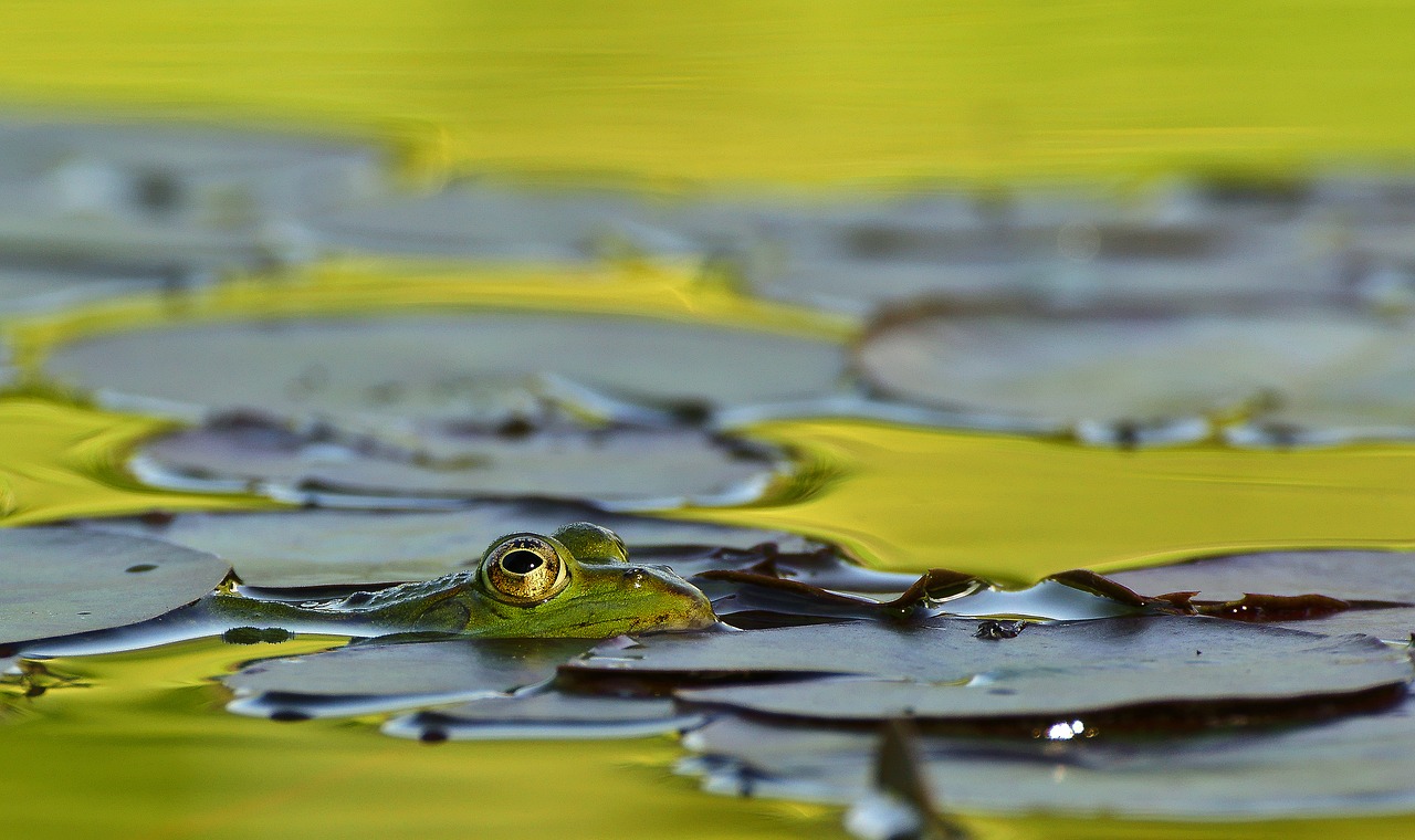 Image - frog lake pond frog pond