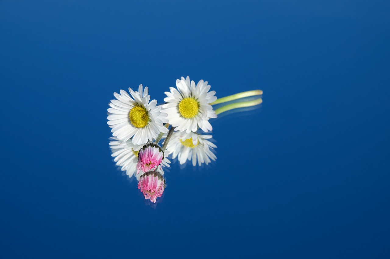 Image - daisy flower flowers red pink